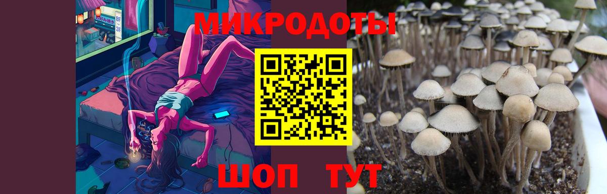 Черкесск  что такое   Вход с VPN  Псилоцибиновые грибы Psilocybine cubensis 